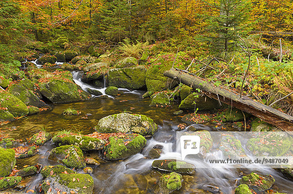 Kleine Ohe  Bachlauf im herbstlichen Wald zwischen mit Moos bewachsenen Felsen  Nationalpark Bayerischer Wald  Bayern  Deutschland  Europa