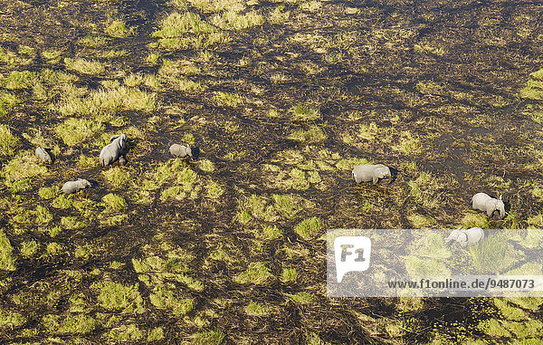 Luftbild  Afrikanische Elefanten (Loxodonta africana)  Zuchtherde  beim Fressen und Saufen in einem Frischwassersumpf  Okavango Delta  Botswana  Afrika
