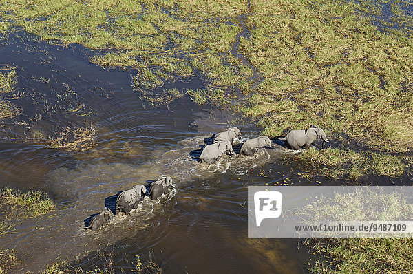 Afrikanische Elefanten (Loxodonta africana)  Zuchtherde  in einem Süßwassersumpf  Luftaufnahme  Okavango Delta  Botswana  Afrika