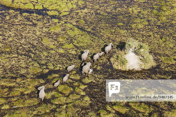 Afrikanische Elefanten (Loxodonta africana)  Zuchtherde im Süßwassersumpf  Luftaufnahme  Okavango Delta  Botswana  Afrika