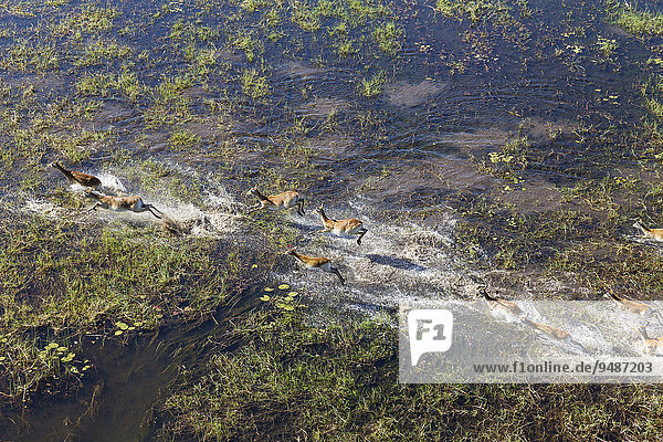 Luftaufnahme  Rote Letschwes auch Rote Lechwes (Kobus leche leche)  Herde rennend in einem Frischwasser-Sumpfgebiet  Okavango-Delta  Botswana  Afrika