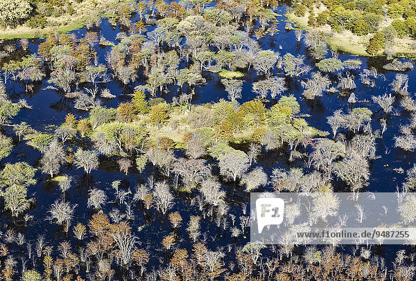 Luftbild  absterbende Mopanebäume (Colophospermum mopane) in einem Frischwassersumpf  Okavango Delta  Botswana  Afrika