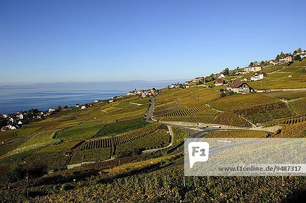 Die Weinberge des Lavaux am Genfersee  Kanton Waadt  Schweiz  Europa