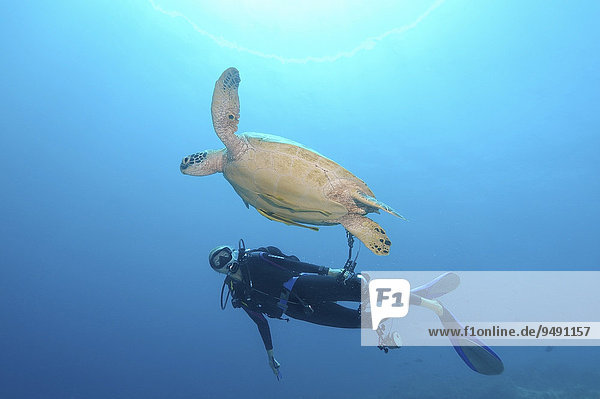 Diver looking at a Green Sea Turtle (Chelonia mydas) Bohol Sea  Philippines  Southeast Asia  Asia