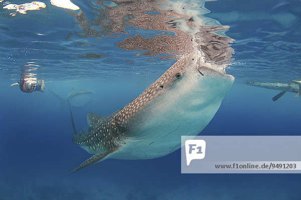 Whale shark (Rhincodon typus) Bohol Sea  Oslob  Cebu  Philippines  Southeast Asia  Asia