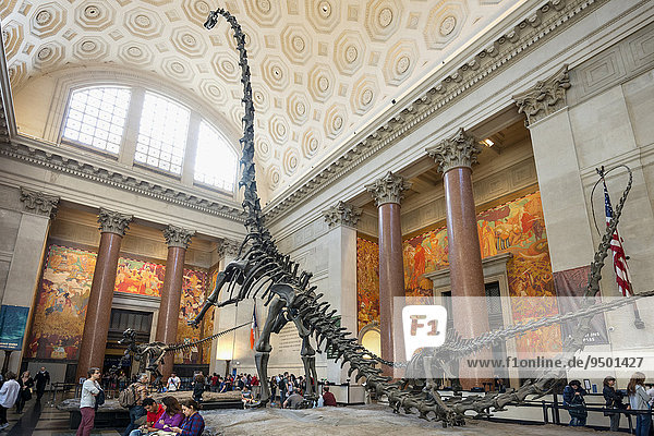 Dinosaur skeleton  Metropolitan Museum of Art  Manhattan  New York  United States  North America