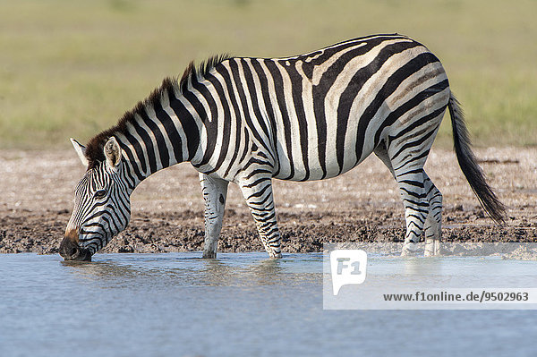Burchell-Zebra (Equus quagga burchelli) an einem Wasserloch  Nxai-Pan-Nationalpark  Botswana  Afrika