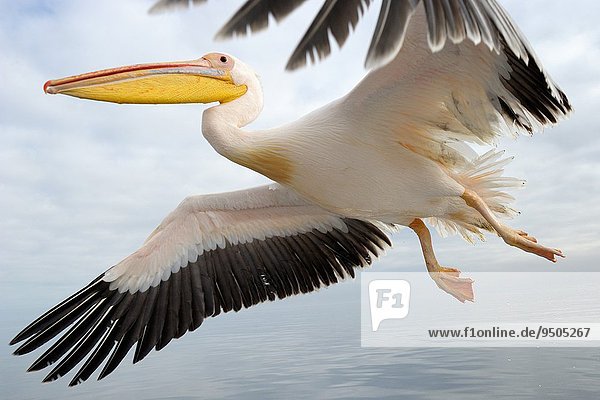 Wolke Himmel fliegen fliegt fliegend Flug Flüge weiß Close-up Namibia groß großes großer große großen Pelikan