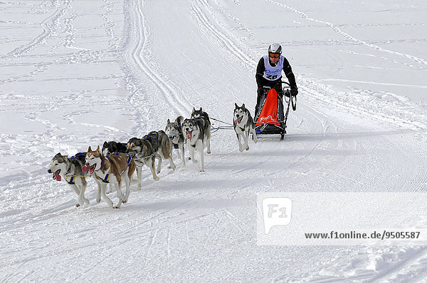Musher with sled dog team  Siberian Husky  6th International Dog Sled Race  January 2013  Inzell  Bavaria  Germany  Europe