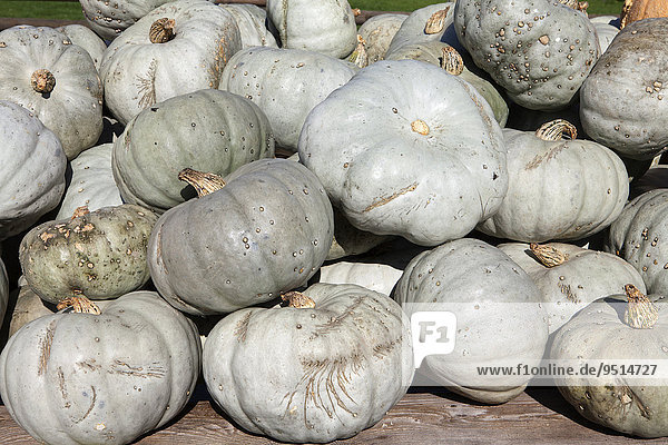 Grüne Speisekürbisse (Cucurbita maxima)