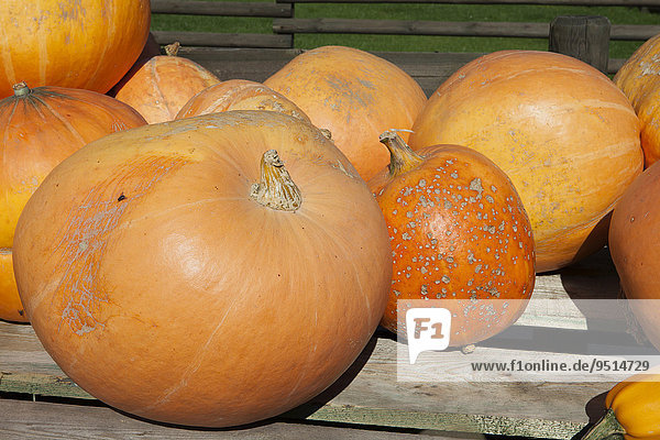 Speisekürbisse der Sorte Gelber Zentner  Jaune vif d'Etampes Pumpkin (Cucurbita maxima)