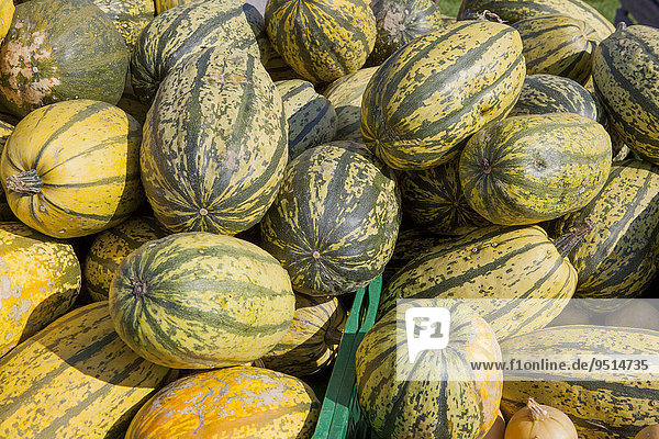 Spaghetti-Kürbisse (Cucurbita pepo)