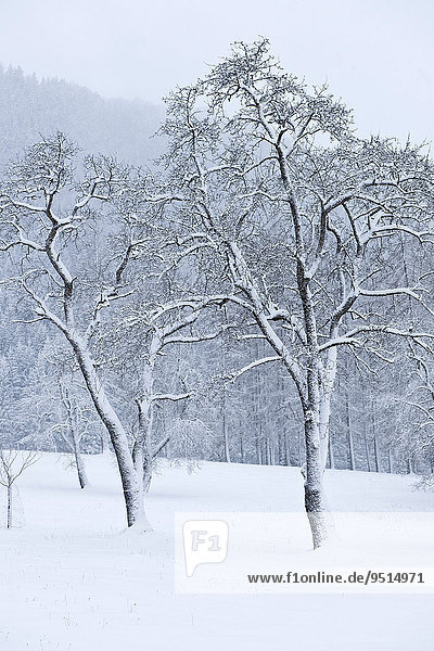 Bäume mit Schnee  Almtal  Oberösterreich  Österreich  Europa