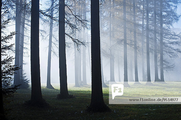 Larch forest in fog  Almtal  Upper Austria  Austria  Europe