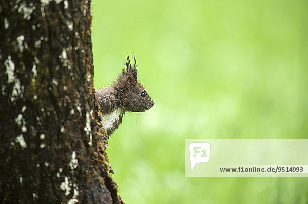 Squirrel (Sciurus vulgaris) on the tree  Almatl  Upper Austria  Austria  Europe