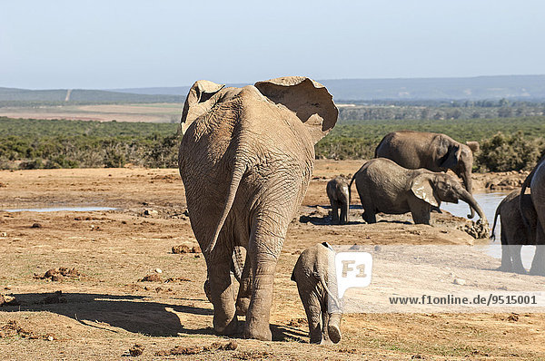 Afrikanische Elefanten (Loxodonta africana)  Elefantenmutter mit Jungtier am Wasserloch  Addo-Elefanten-Nationalpark  Südafrika