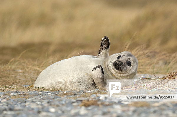 Grey Seal (Halichoerus grypus)  young  Heligoland  Schleswig-Holstein  Germany  Europe