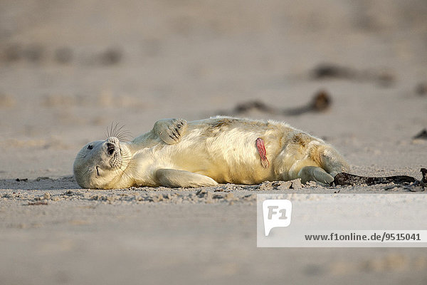 Grey Seal (Halichoerus grypus)  young  newly-born with umbilical cord still attached  Heligoland  Schleswig-Holstein  Germany  Europe