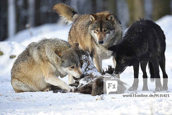 Drei Wölfe fressen am Kadaver eines Wildschweins  Timberwolf  Kanadischer Wolf (Canis lupus occidentalis) im Schnee  captive  Baden-Württemberg  Deutschland  Europa