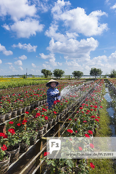 Arbeiterin bewässert die Blumen  Gärtnerei  Sa dec  Long Xuyen  Mekong Delta  Vietnam  Asien