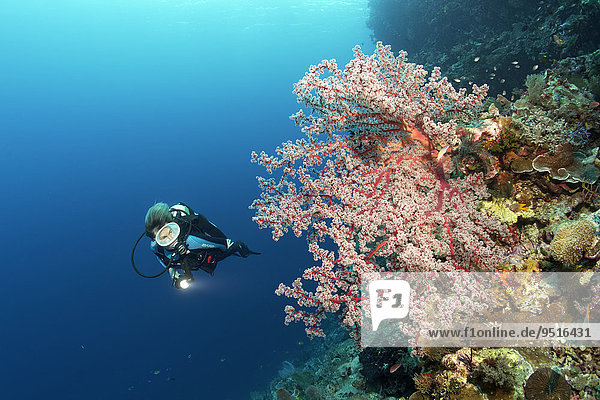 Divers on coral reef cliff looking at Cherry Blossom Coral (Siphonogorgia godeffroyi)  Great Barrier Reef  Pacific  Australia  Oceania