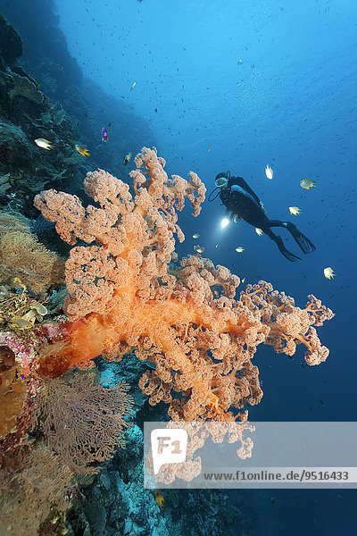 Taucher an Korallenriff-Steilwand betrachtet große Weichkoralle (Dendronephthya sp.)  Riffbarsche (Amblyglyphidodon aureus)  Great Barrier Reef  Pazifik  Australien  Ozeanien