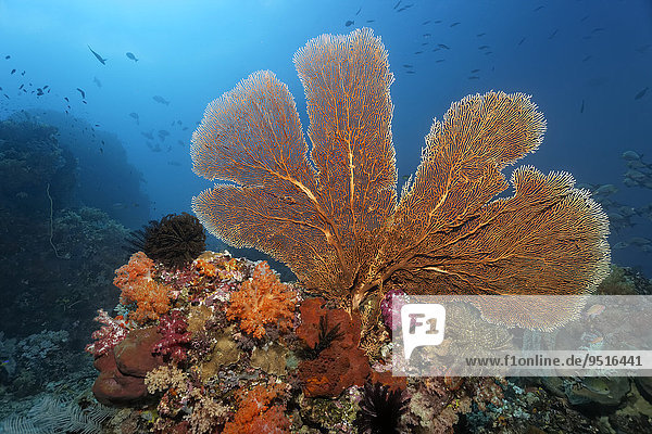 Korallenriffdach mit großer Gorgonie (Annella mollis)  verschiedenen Weichkorallen (Alcyonacea)  Steinkorallen (Scleractinia)  Federsternen (Crinoidea) und Fischen  Great Barrier Reef  Pazifik  Australien  Ozeanien
