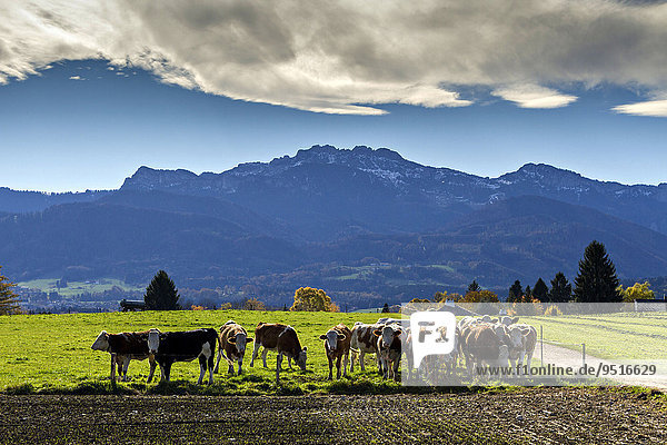 Cows in pasture in front of the Kampenwand Mountain  Upper Bavaria  Deutschland