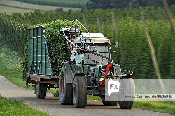 Hop harvest  tractor transporting hops  Hops (Humulus lupulus)  hop garden  Biburg  Hallertau or Holledau area  Lower Bavaria  Bavaria  Germany  Europe