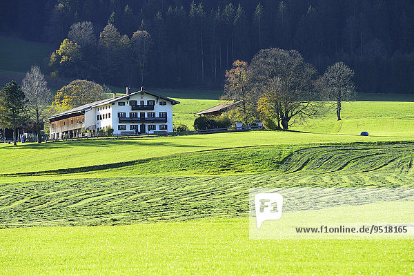 Gemähte Wiese  Grummet  Herbstschnitt  Heuernte  hinten Bauernhaus  Leitzachtal  Bayern  Deutschland  Europa