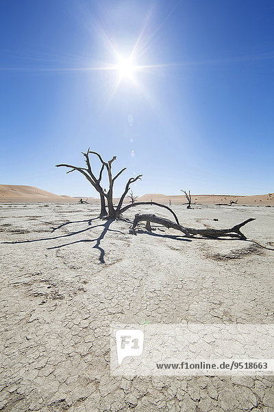 Abgestorbene Bäume im Gegenlicht  Deadvlei  Sossusvlei  Namibia  Afrika