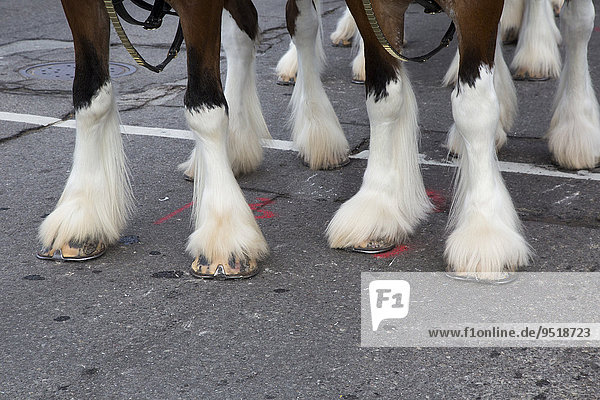 Beine von Budweiser Clydesdale Zugpferden in der Detroiter Thanksgiving-Parade offiziell America's Thanksgiving Parade Detroit Michigan USA Nordamerika