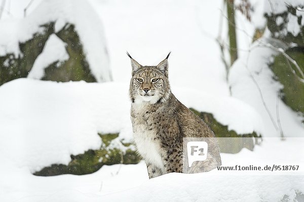 Eurasian lynx in winter