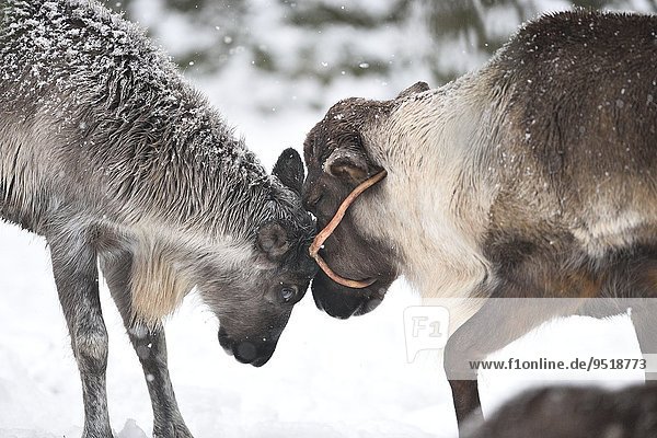 Two reindeers in winter
