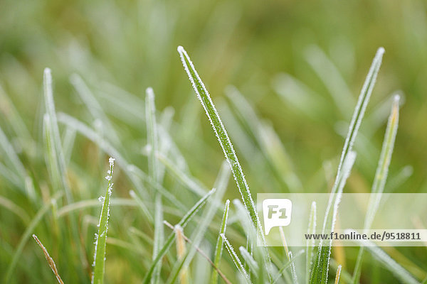 Close-up of a grass blades in a meadow in winter