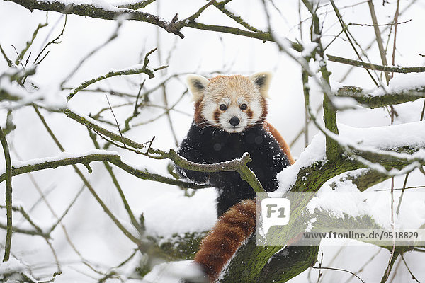 Red panda in winter in a tree