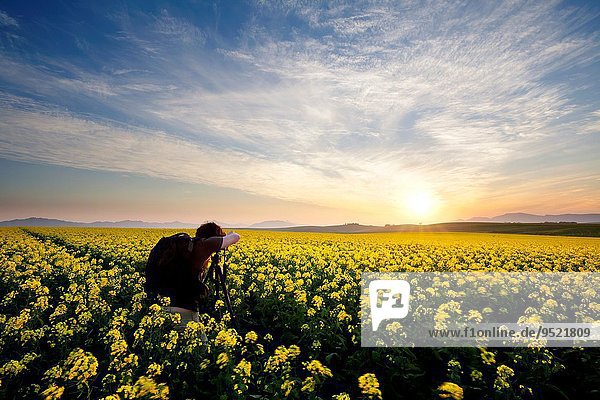 Landscape photo of a photographer capturing a sunset in a canola field. Overberg Western Cape South Africa.