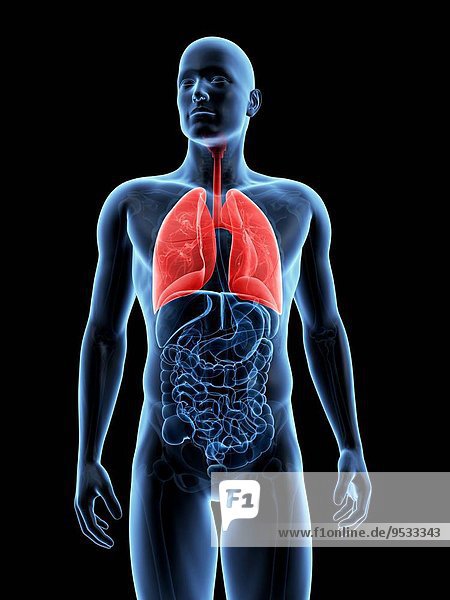 Menschliche Lunge Menschliche Lungen Illustration