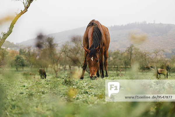Horses grazing on a meadow