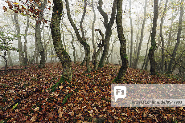 Germany  Rhineland-Palatinate  Boppard-Weiler  autumnal forest in the fog