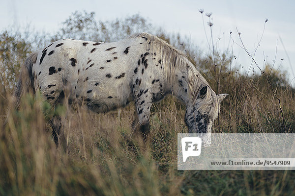 Knabstrupper horse grazing on a pasture