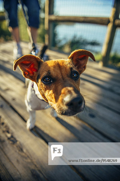 Jack Russell Terrier mit Blick auf die Kamera