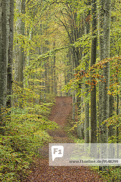 Deutschland  Baden-Württemberg  Buchenwald  Forststraße im Herbst