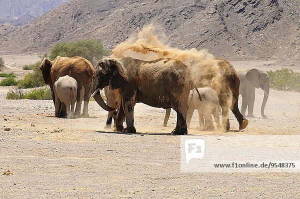 Afrika,  Namibia,  Kaokoland,  Gruppe afrikanischer Elefanten,  Loxodonta africana,  am Hoanib River
