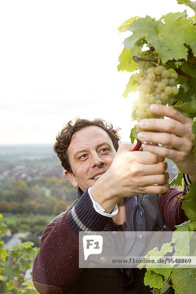 Germany  Bavaria  Volkach  winegrower cutting grapes