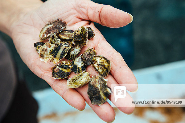Wild oyster spat
