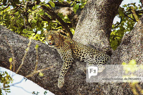 Botswana  Okavango-Delta  Leopard im Baum