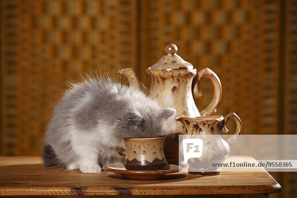 Britisches Langhaarkätzchen sitzt auf einem Holztisch und trinkt aus einer Tasse.