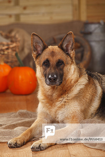 Porträt des Deutschen Schäferhundes in herbstlich geschmückter Scheune