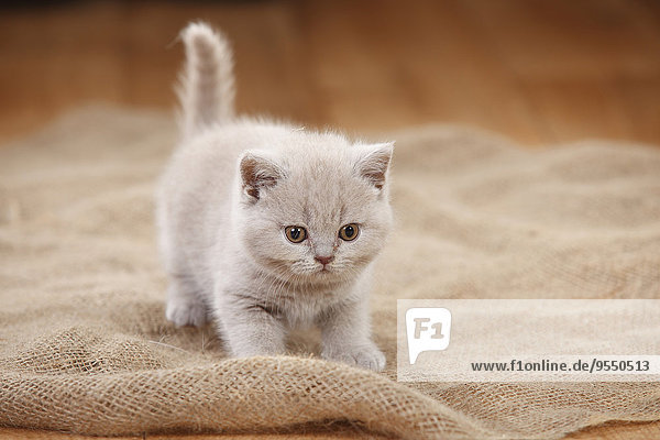 Britisch Kurzhaar Katze  Kätzchen  lila  stehend auf Jute